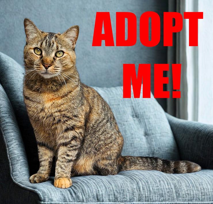 Petfinder