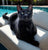I'm Onyx! The sleek handsome panther!