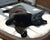 I'm Onyx! The sleek handsome panther!