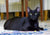 I'm Onyx! The sleek handsome panther!