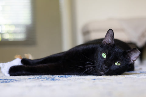 I'm Onyx! The sleek handsome panther!
