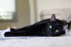 I'm Onyx! The sleek handsome panther!