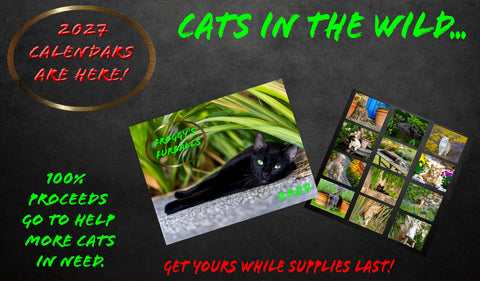 Froggy's Furballs 2027 WALL calendar